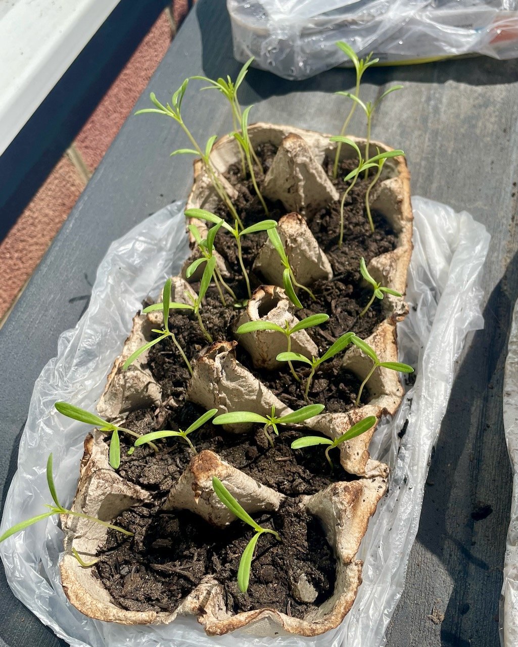 Hardening Off Cosmos Seedlings Cosmos 'Purity' seedlings hardening off outdoors in a recycled cardboard egg carton before being transplanted into larger pots.