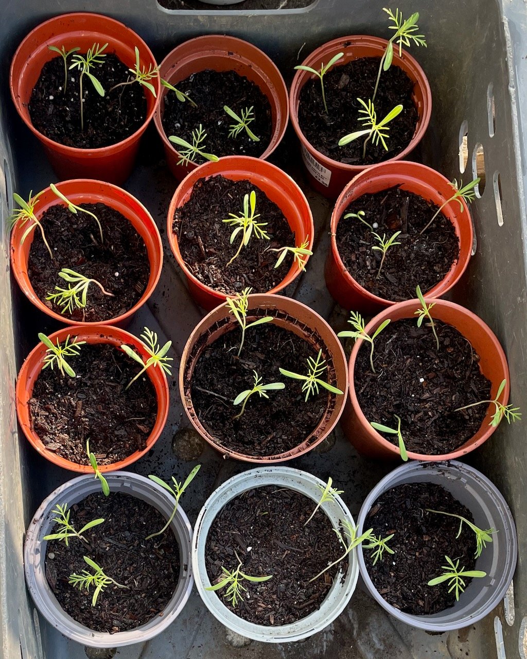 Cosmos Purity After Potting On Young Cosmos 'Purity' seedlings growing in nursery pots after being transplanted from an egg carton seed tray.