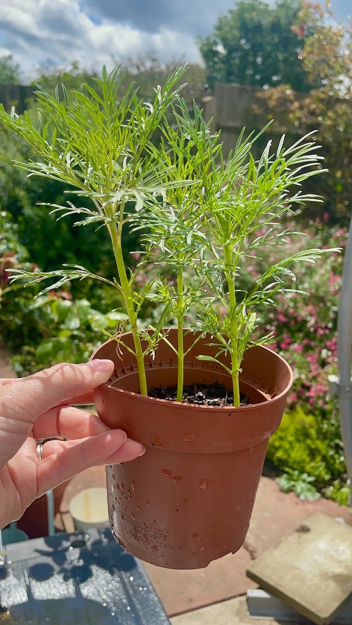 Ready for Their New Home Three Cosmos 'Purity' seedlings growing in a nursery pot and ready to be planted into a driveway border.