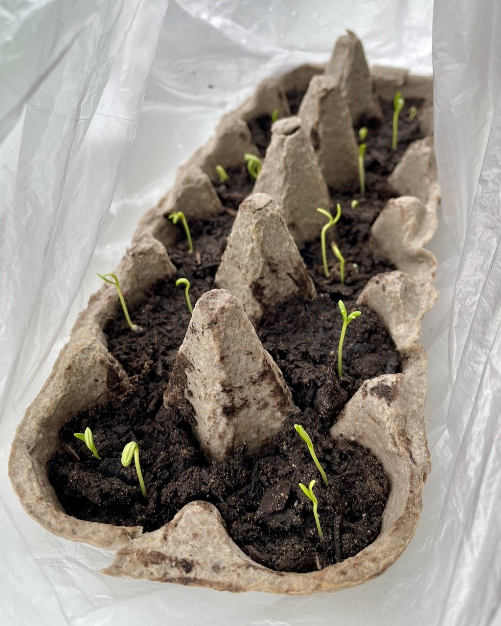 First Cosmos Seedlings Young cosmos seedlings emerging from compost in a recycled cardboard egg carton four days after sowing.