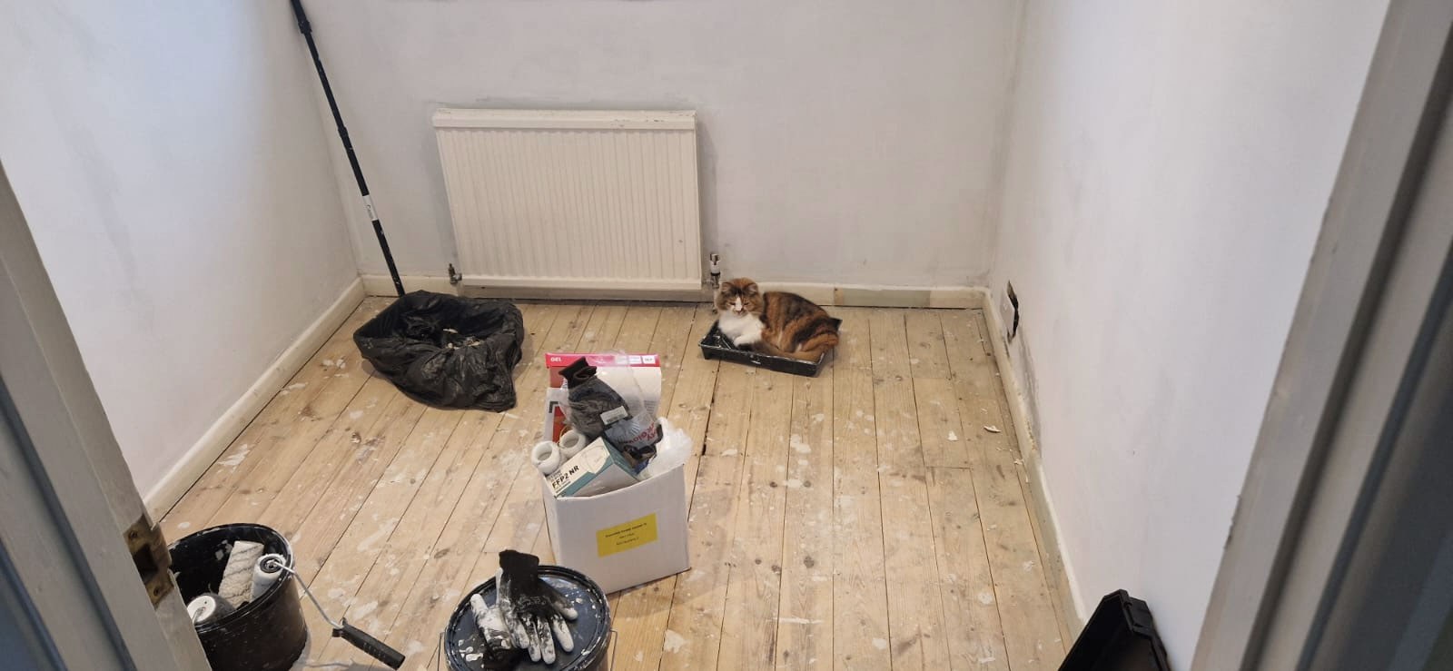 Needle the Site Supervisor Needle the cat sitting in a paint tray inside a stripped renovation room at Renovating Life UK