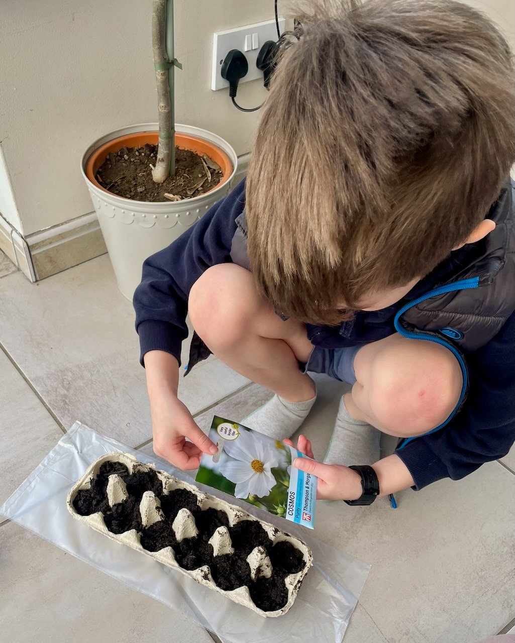 Sowing Cosmos Seeds Child sowing Cosmos 'Purity' seeds into a recycled cardboard egg carton filled with compost on 11 April.