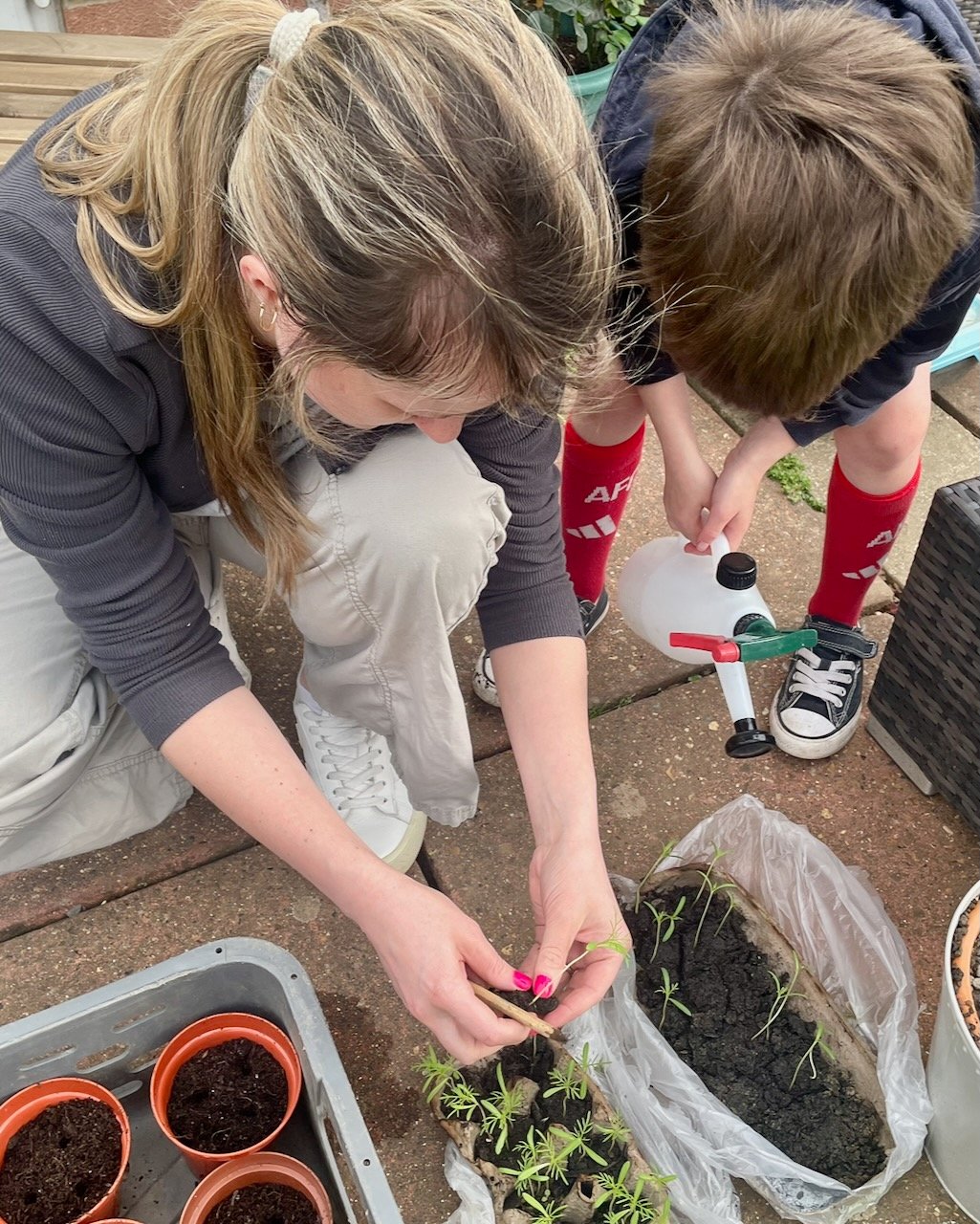 Potting On Cosmos Seedlings Cosmos 'Purity' seedlings being transplanted from a cardboard egg carton into individual nursery pots during spring.