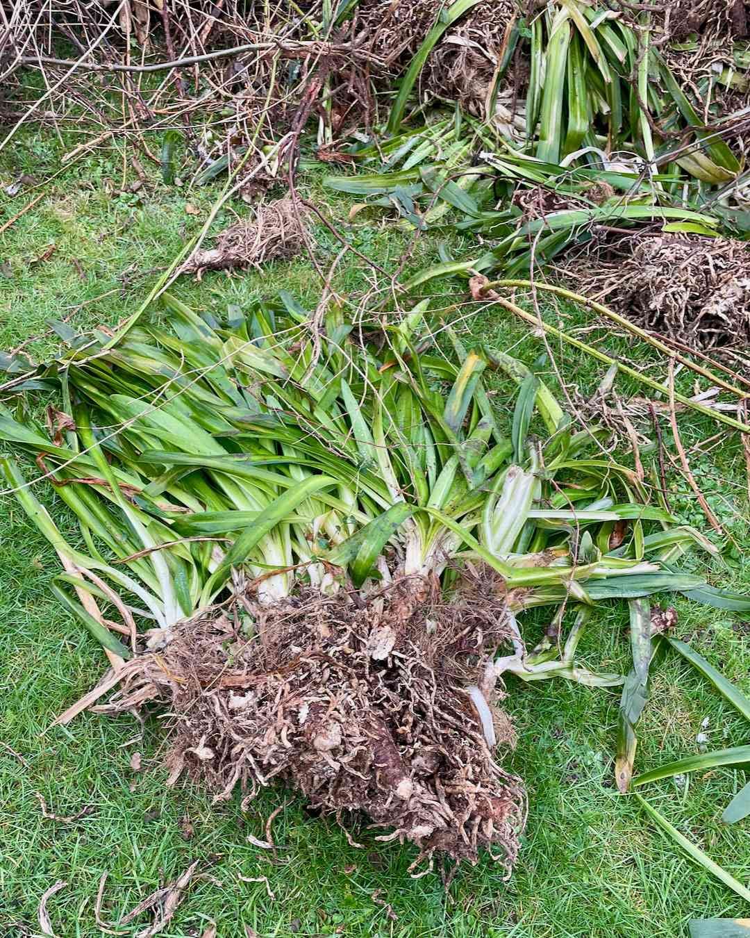 Agapanthus Clumps Removed During Garden Clearance Large Agapanthus root clumps removed from an overgrown section of our Surrey garden during clearance works.
