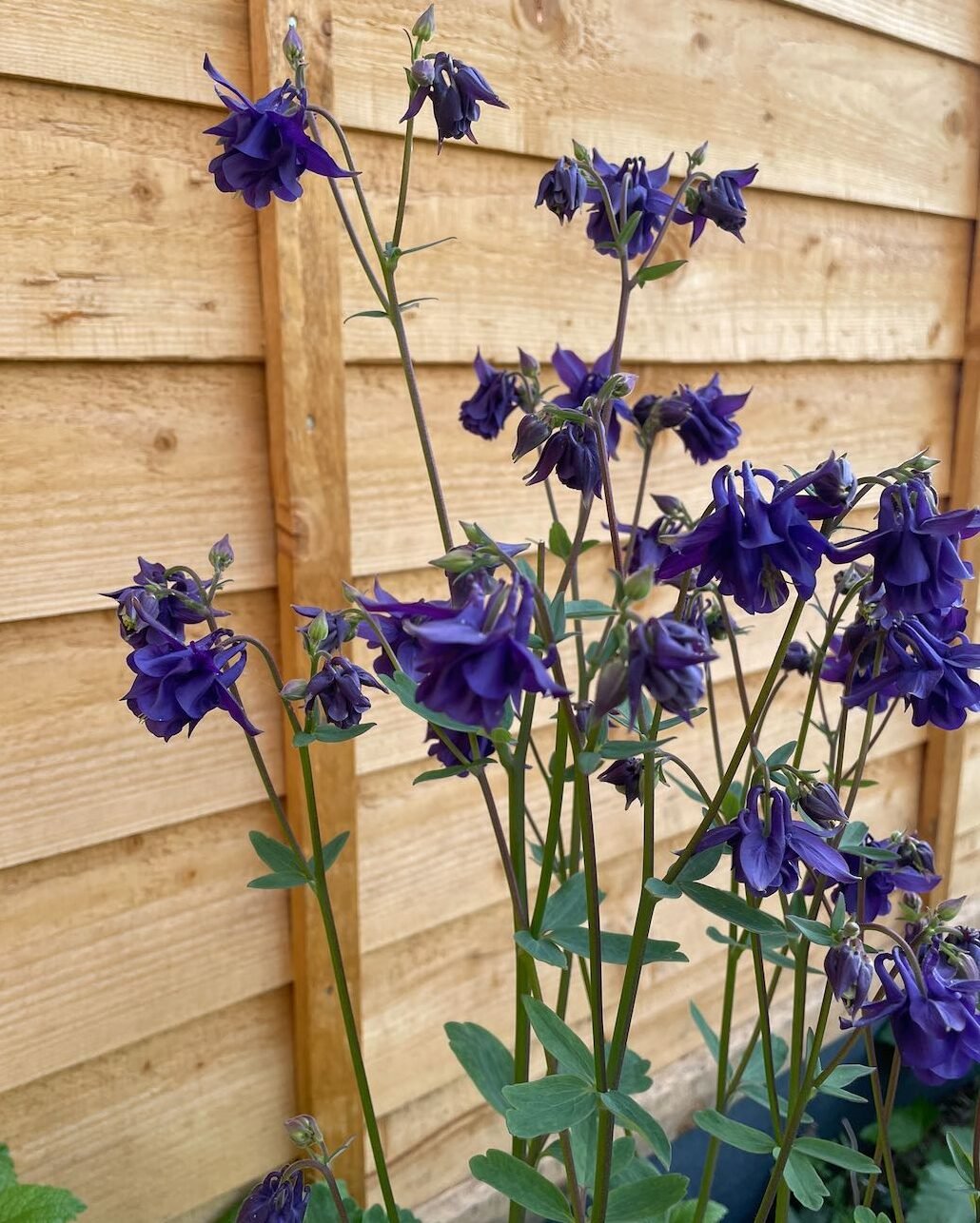 Deep purple Aquilegia flowers growing in the Surrey garden during spring.