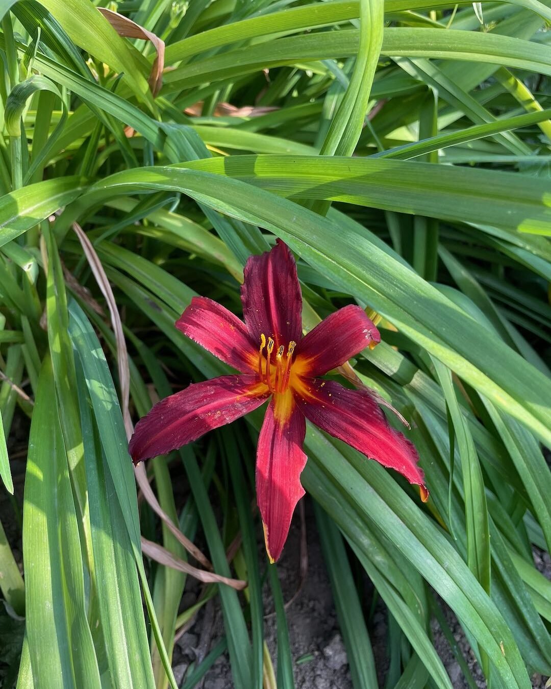 Dark burgundy daylily flower blooming amongst mature foliage in a Surrey garden.