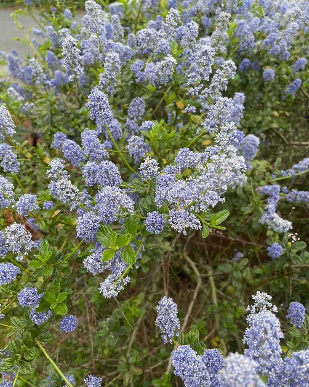 Blue flowering Ceanothus shrub blooming in a mature Surrey garden.