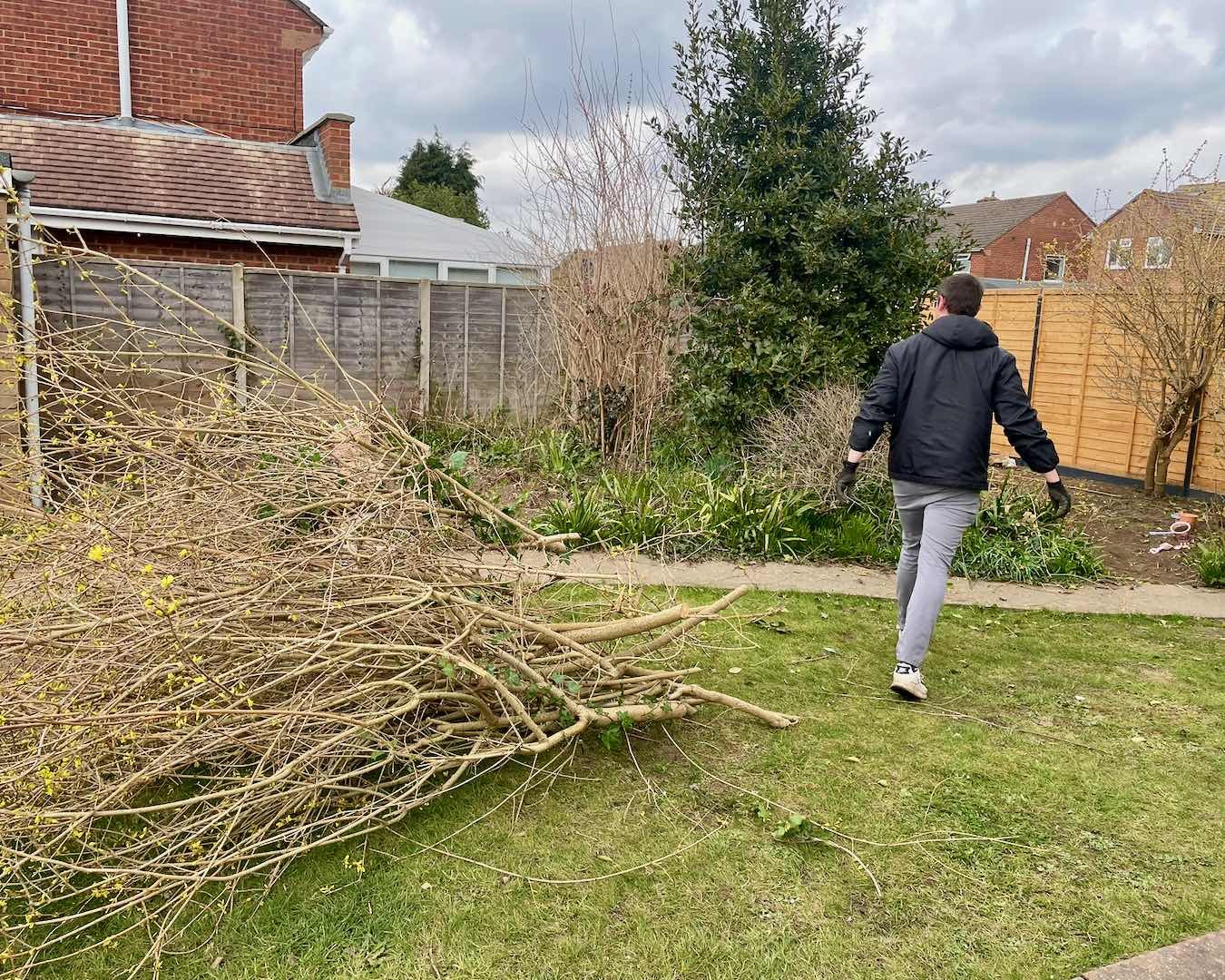 Uncovering the Garden Beneath Large pile of pruned branches during the restoration of an overgrown family garden in Surrey.