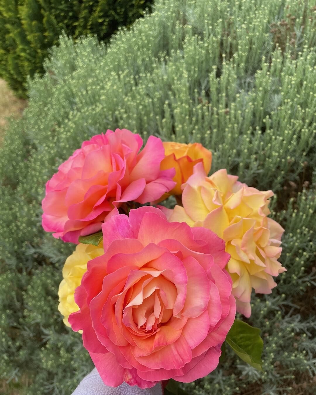 Pink and yellow rose blooms growing in the mature borders of a Surrey family garden.