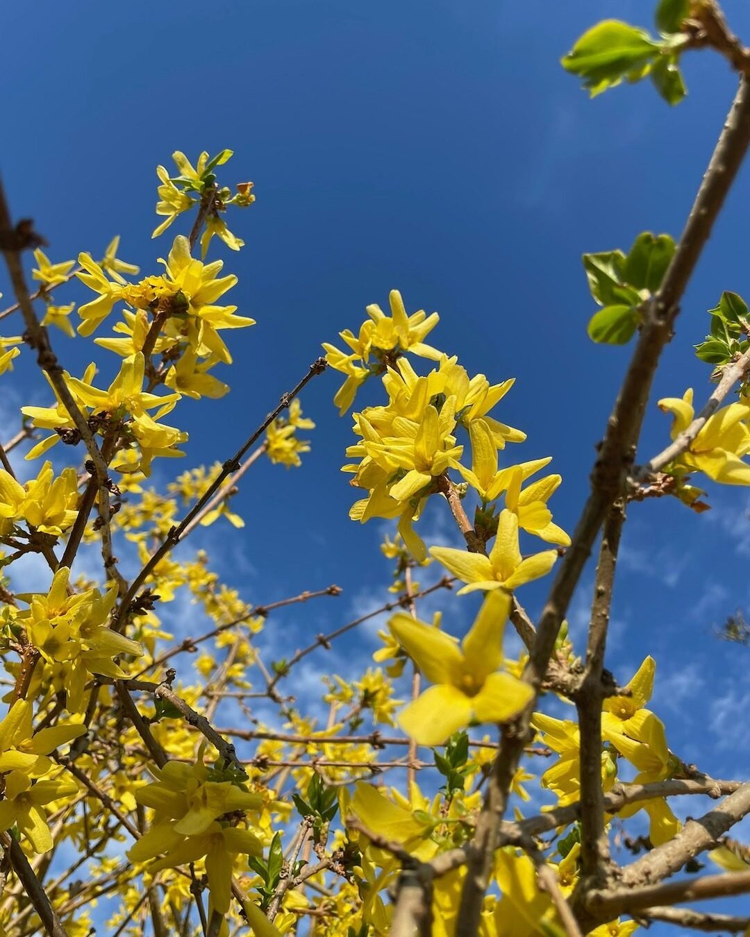 Yellow Forsythia flowers blooming against a blue spring sky.