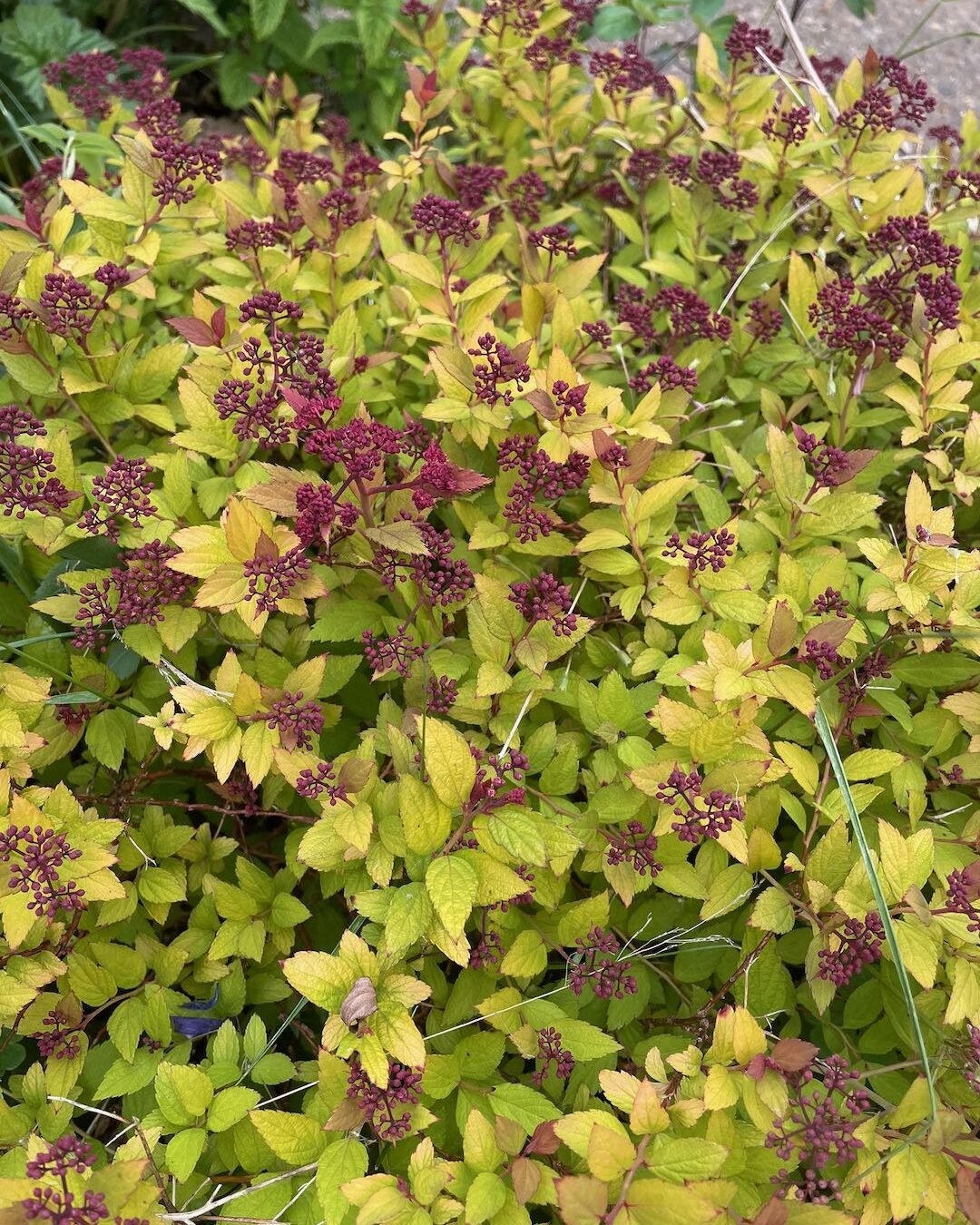 Golden Spiraea foliage with dark flower buds growing in a Surrey garden border.