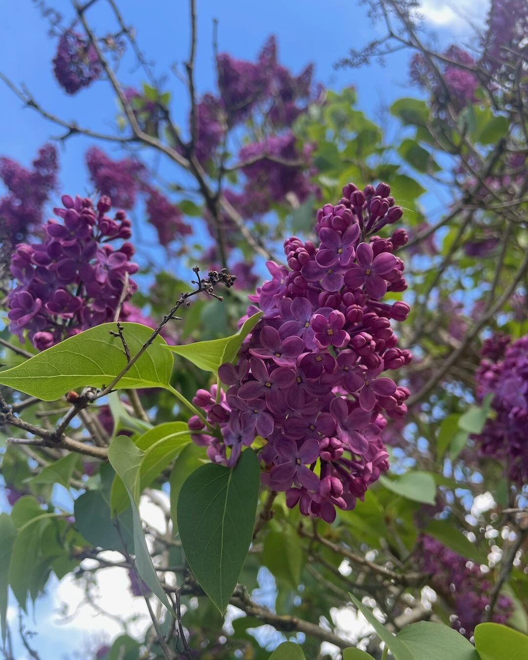 Purple lilac flowers blooming in the established borders of our Surrey family garden.