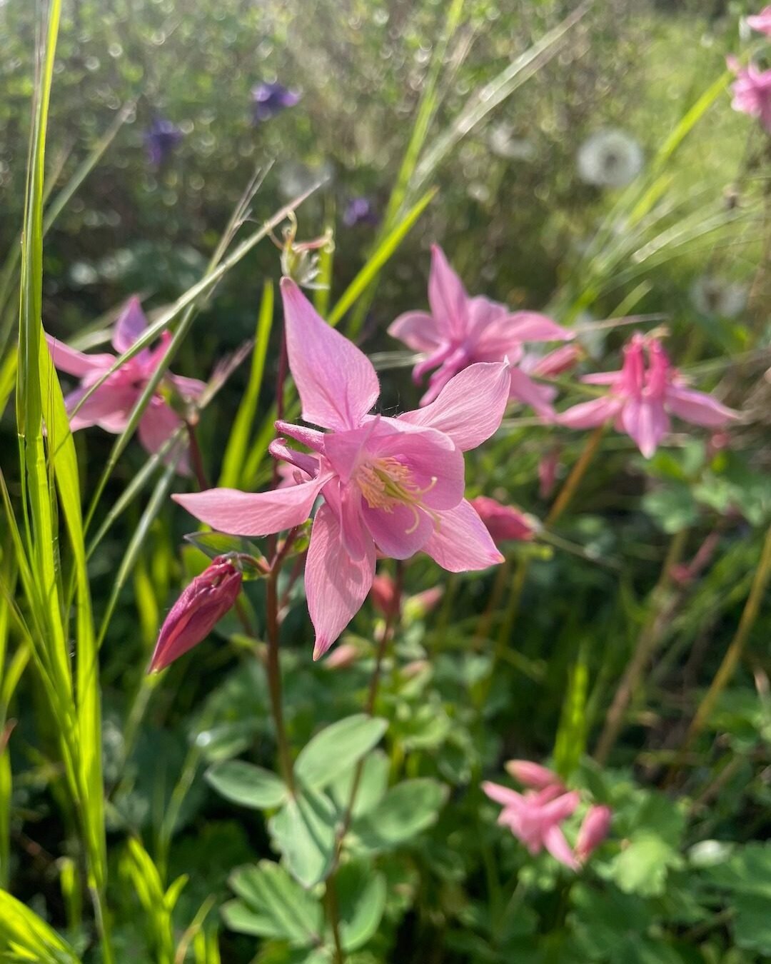 Pink Aquilegia flowers growing naturally amongst long grass in a mature garden.