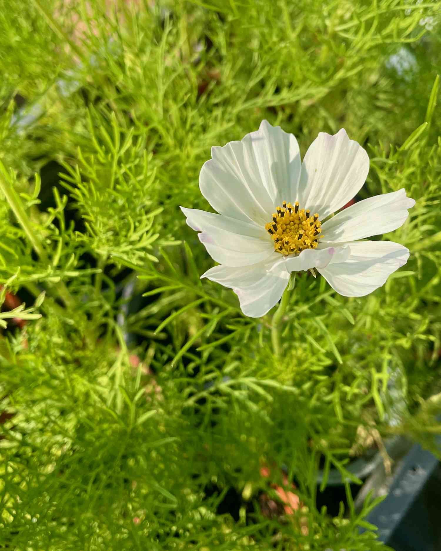 Cosmos bipinnatus ‘Purity’ – Seeds