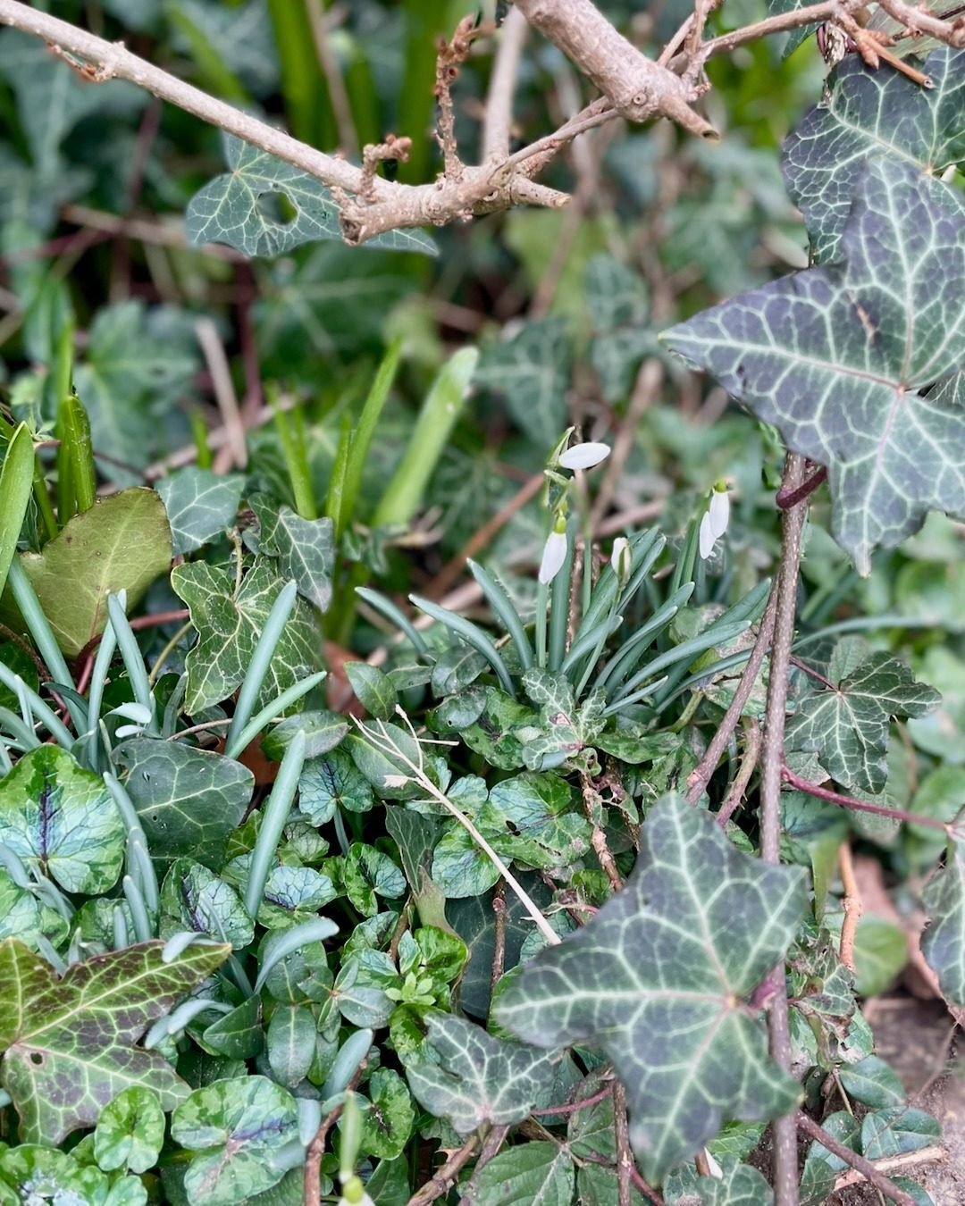 Snowdrops flowering amongst ivy and established groundcover in an overgrown Surrey garden.