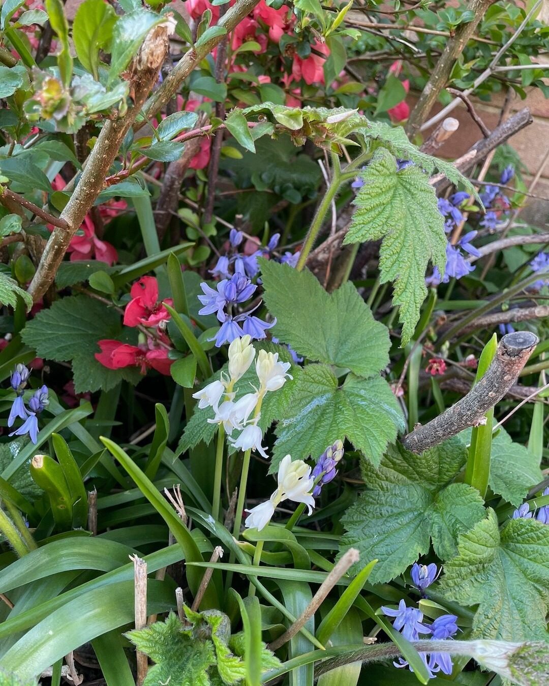 Spanish bluebells and white bluebells flowering beneath mature shrubs in an overgrown garden border.