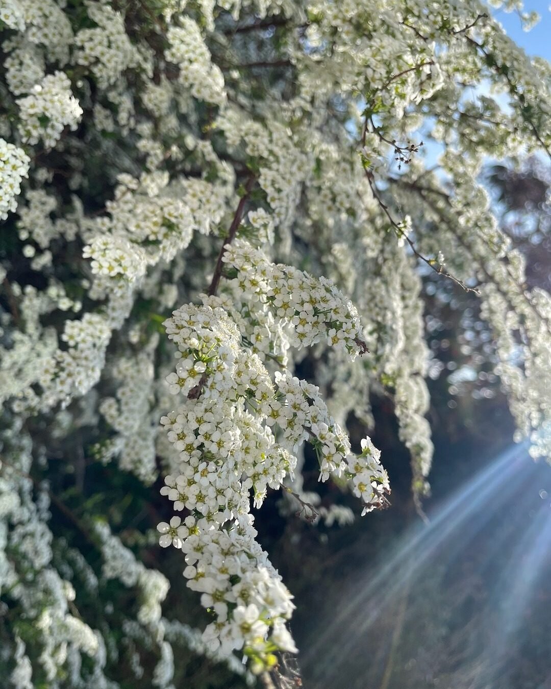 White blossom covering a mature flowering tree in a Surrey family garden.