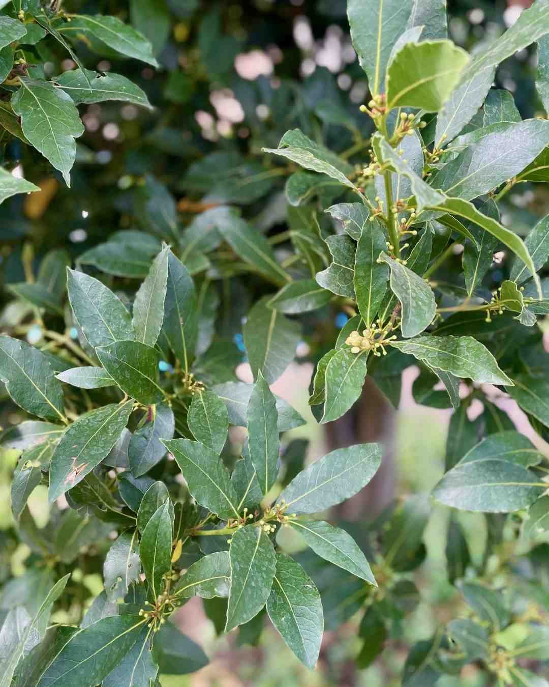 Laurus nobilis Standard | Bay Laurel Tree
