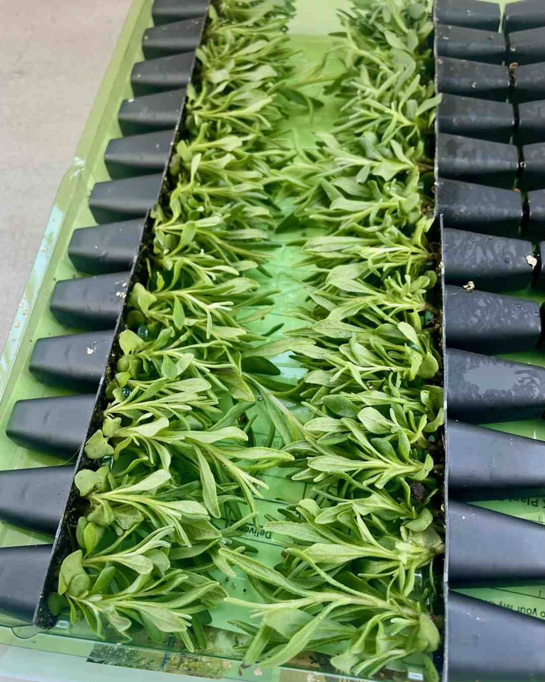 Lavender Duo Plug Plants | Hidcote & Munstead