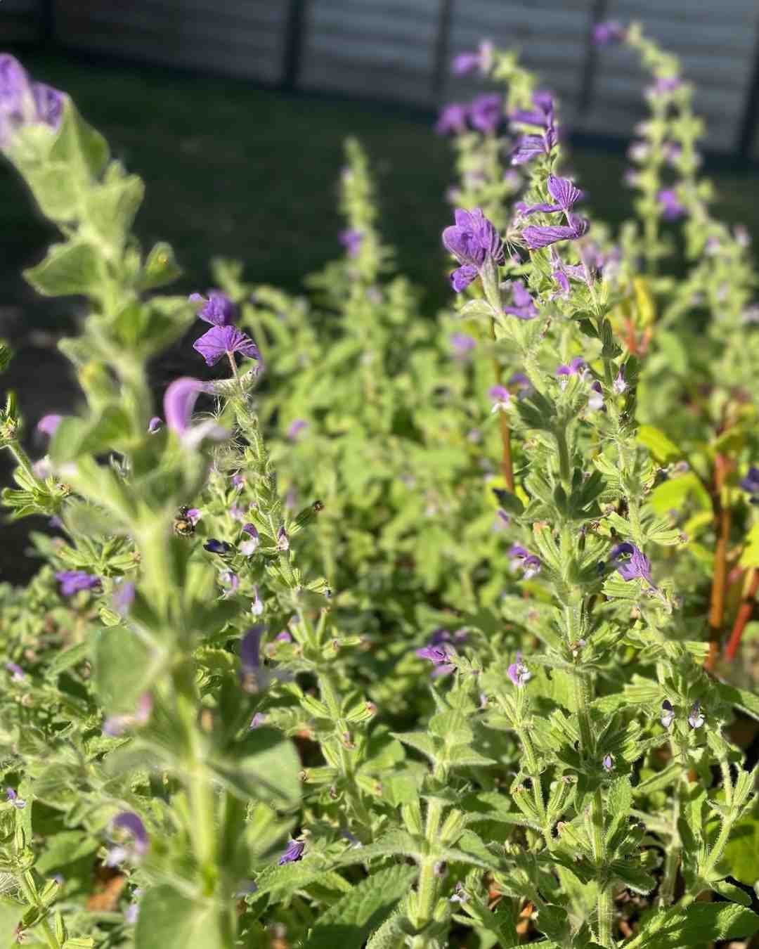 Salvia horminum ‘Claryssa Mix’