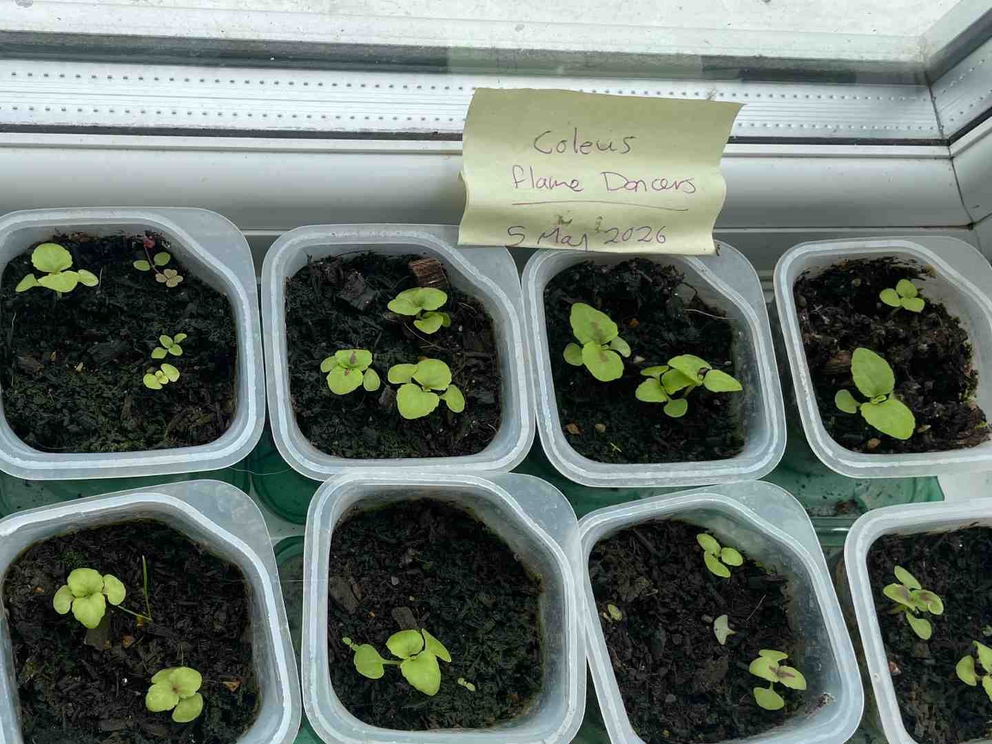 Coleus 'Flame Dancers' seedlings growing in recycled containers on a conservatory windowsill.