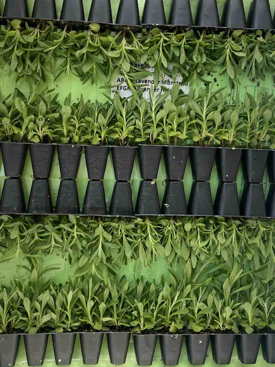 Lavender plug plants ready to be planted beneath a mature bay tree.