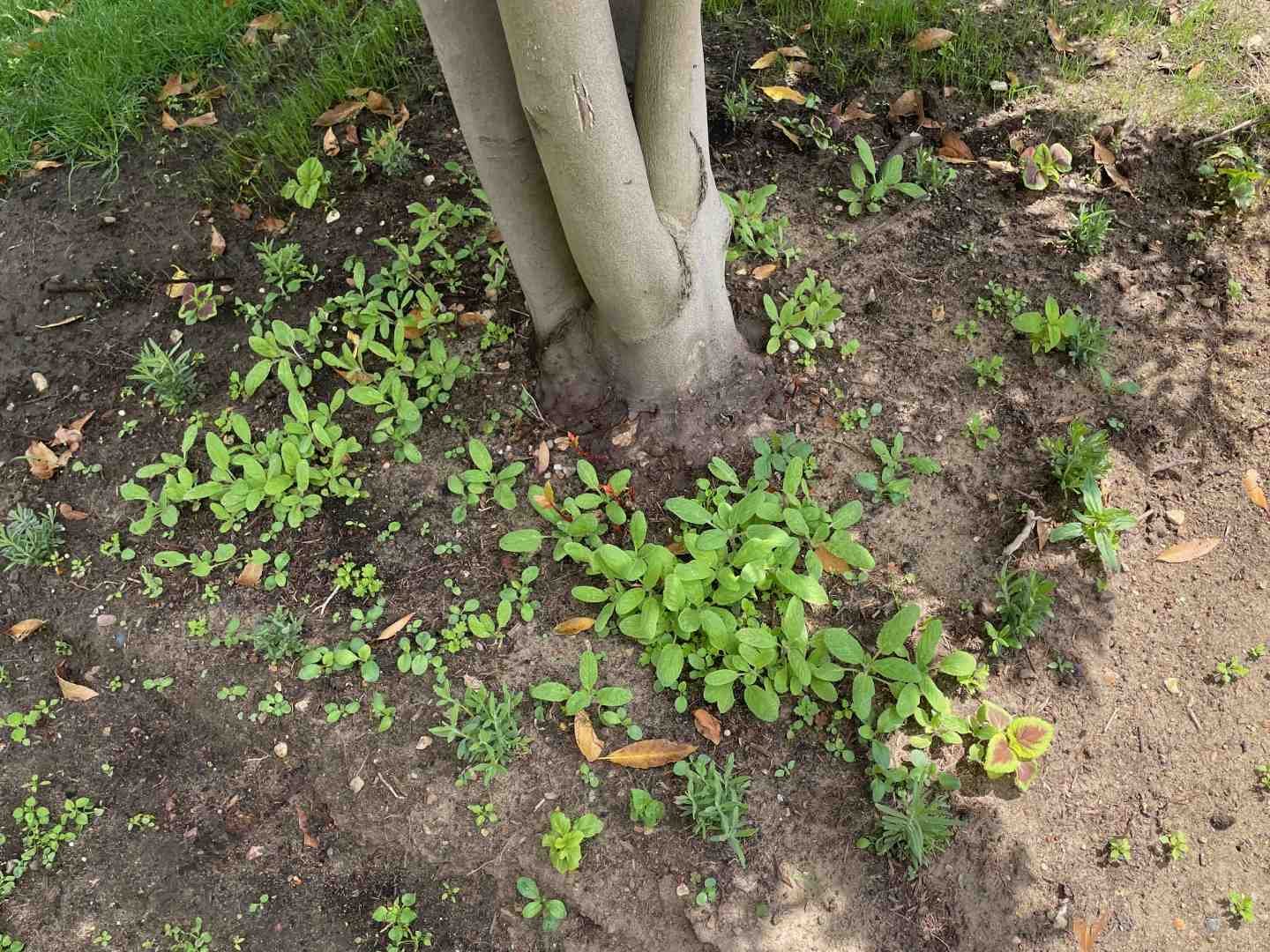 Young Salvia 'Claryssa Mix' seedlings establishing beneath a mature bay tree in a Surrey cottage garden after being direct sown in late May.