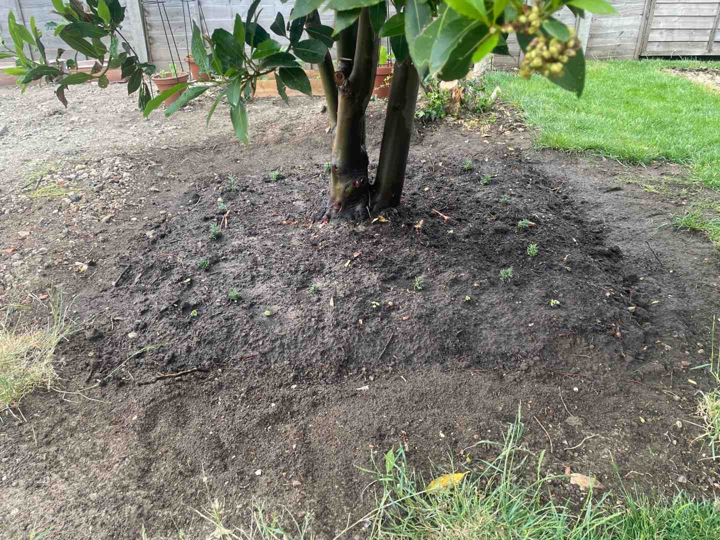 Young seedlings planted beneath a mature bay tree in early summer.