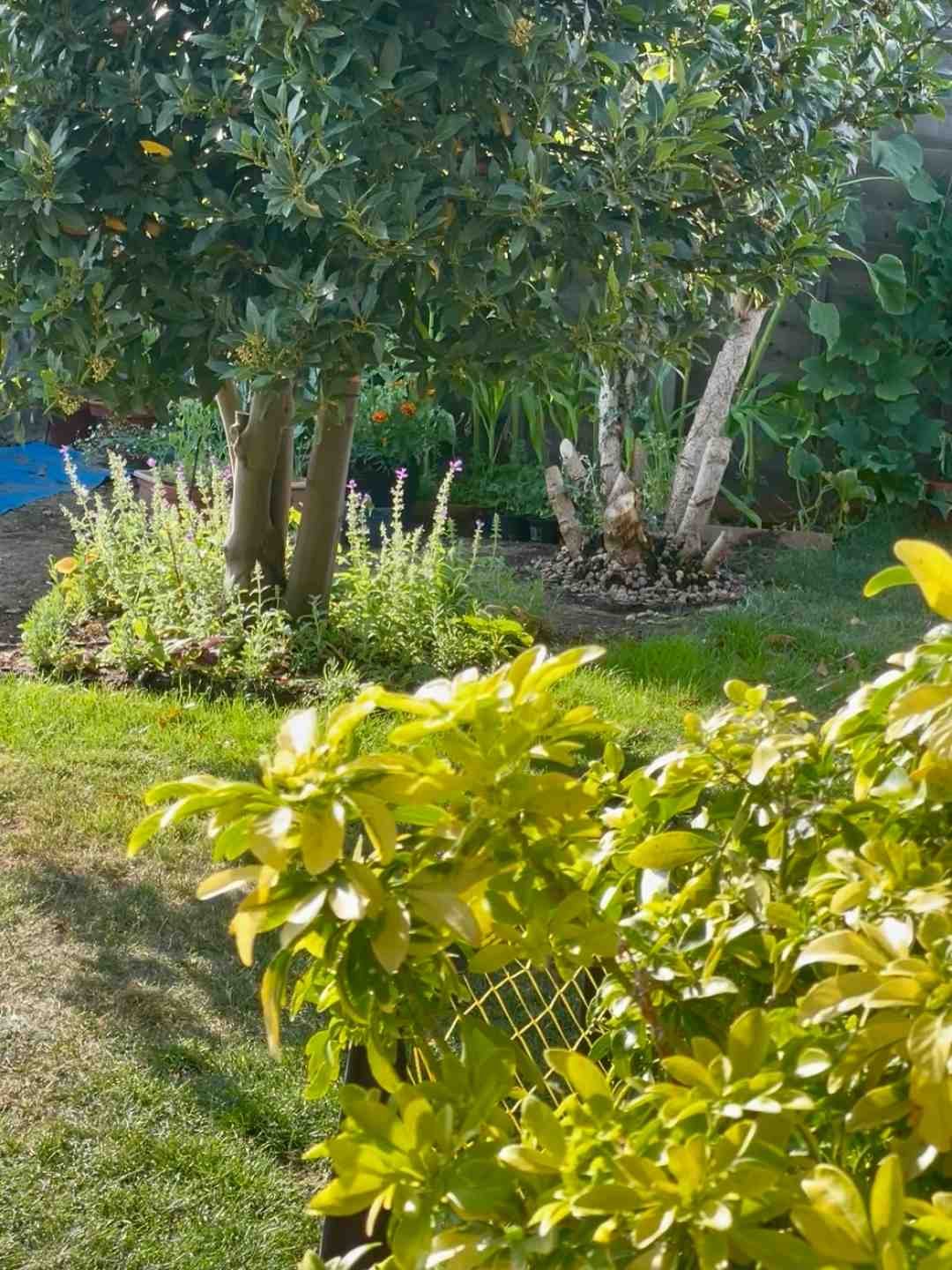 Looking across a Surrey garden towards a mature bay tree surrounded by a newly planted cottage garden border at golden hour.